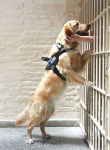 Sr. Pauline's dog Pax in Argentina. Prisoners can’t touch one another in the United States, and the staff are not allowed to touch prisoners, but the dogs can love them, giving them licks and wags. The dogs live in the prison with the inmates.