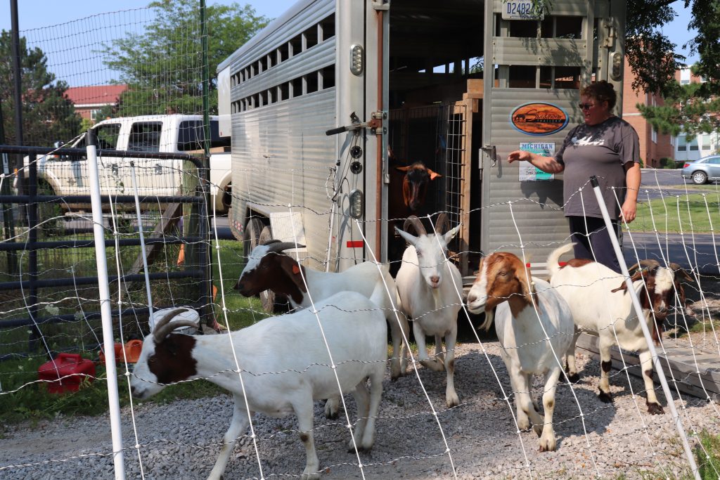 Adrian Dominican Sisters Welcome Guest Workers A Herd Of Goats Adrian Dominican Sisters Welcome Guest Workers A Herd Of Goats